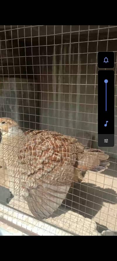 irani dakhni chicks . available . . whtsp 03120152288