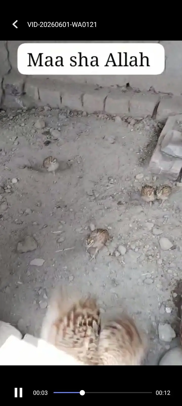 irani dakhni chicks . available . . whtsp 03120152288 — photo 2