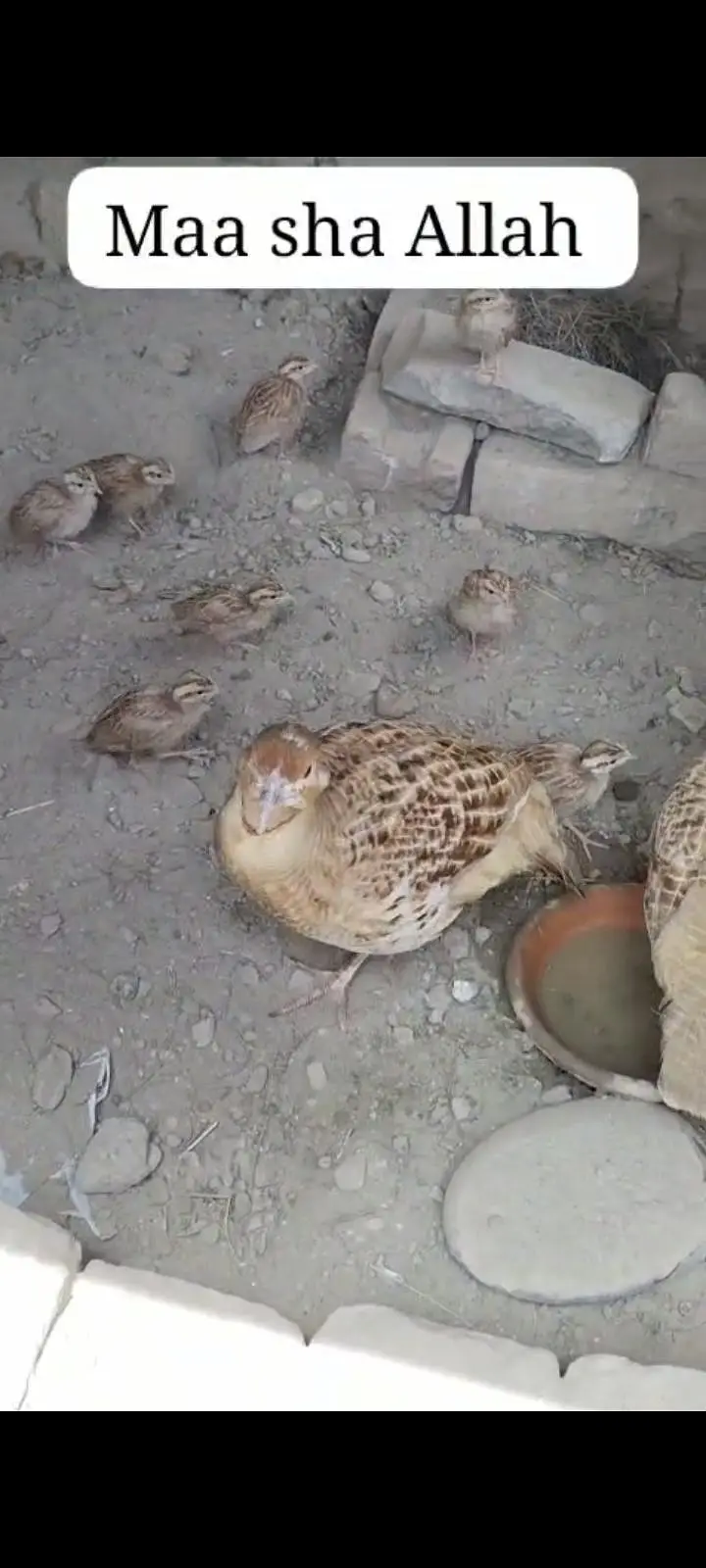 irani dakhni chicks . available . . whtsp 03120152288 — photo 3
