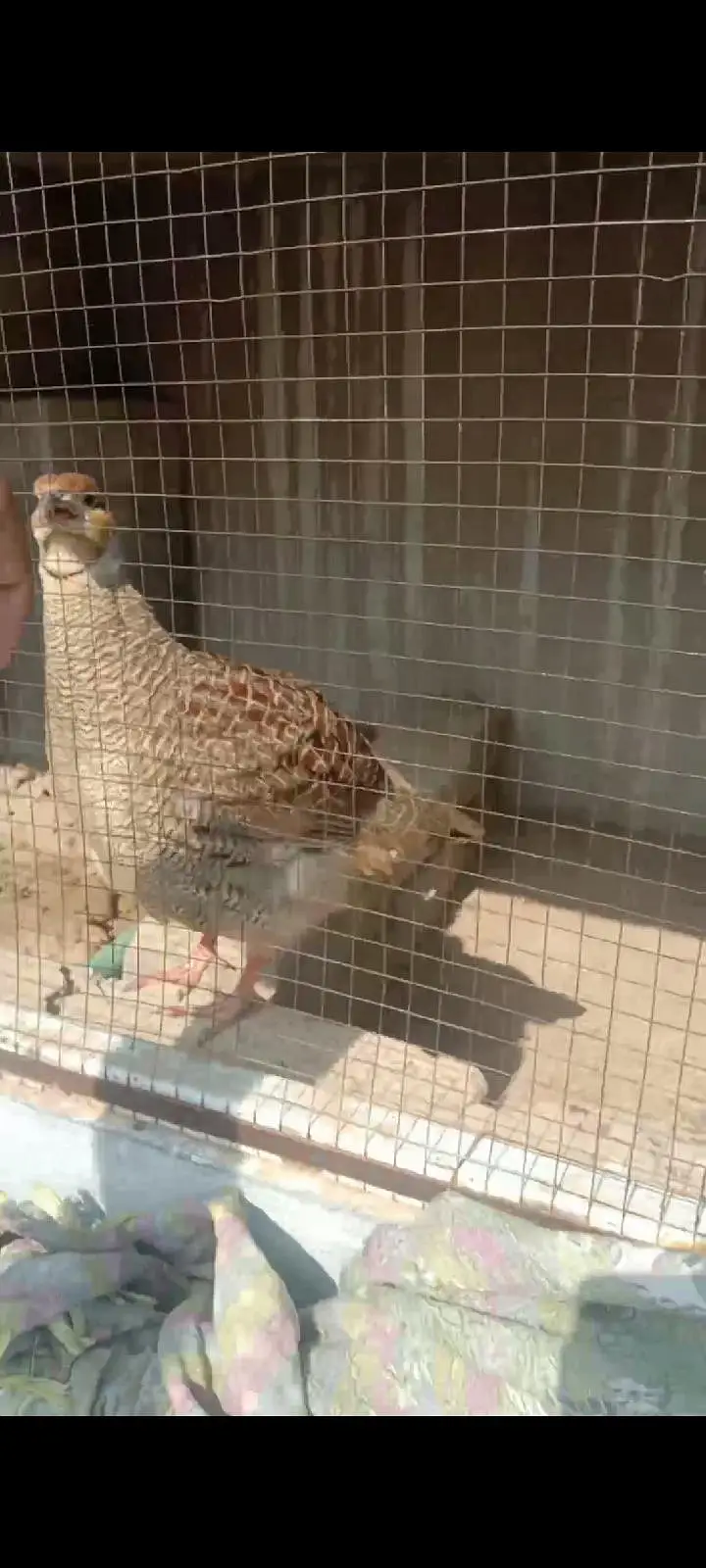 irani dakhni chicks . available . . whtsp 03120152288 — photo 4