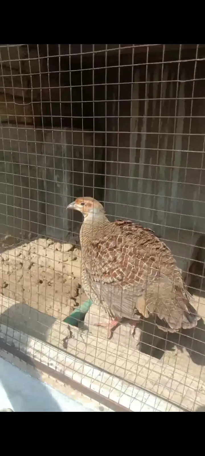 irani dakhni chicks . available . . whtsp 03120152288 — photo 5
