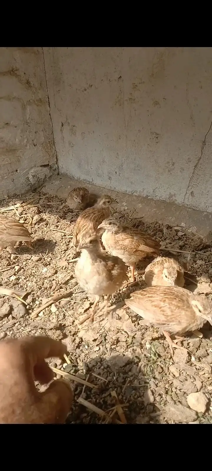 irani dakhni chicks . available . . whtsp 03120152288 — photo 6
