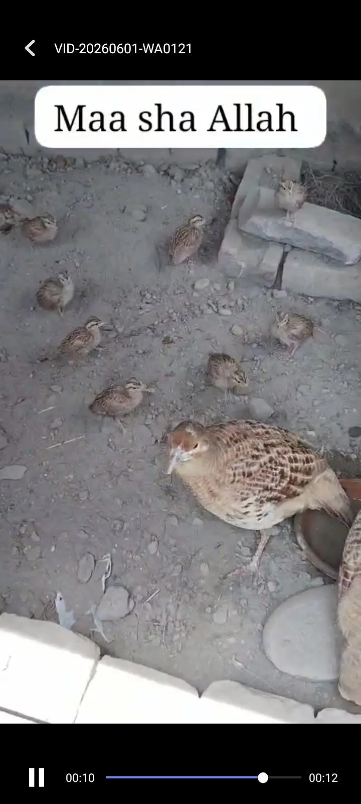 irani dakhni chicks . available . . whtsp 03120152288 — photo 7