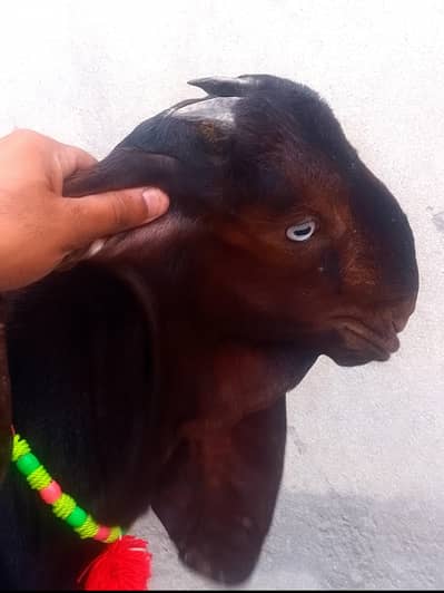 Pure Nagra breeder Male kid #03274116585