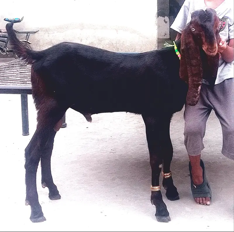 Pure Nagra breeder Male kid #03274116585 — photo 2