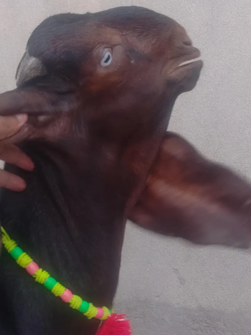 Pure Nagra breeder Male kid #03274116585 — photo 3