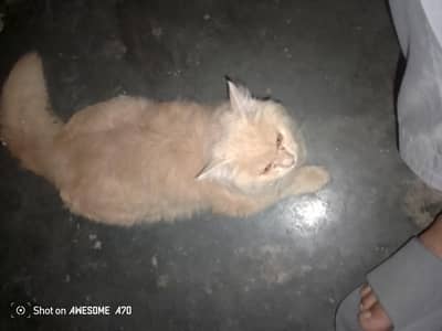 To sell a cat