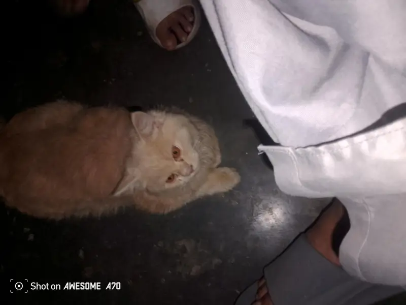 To sell a cat — photo 2