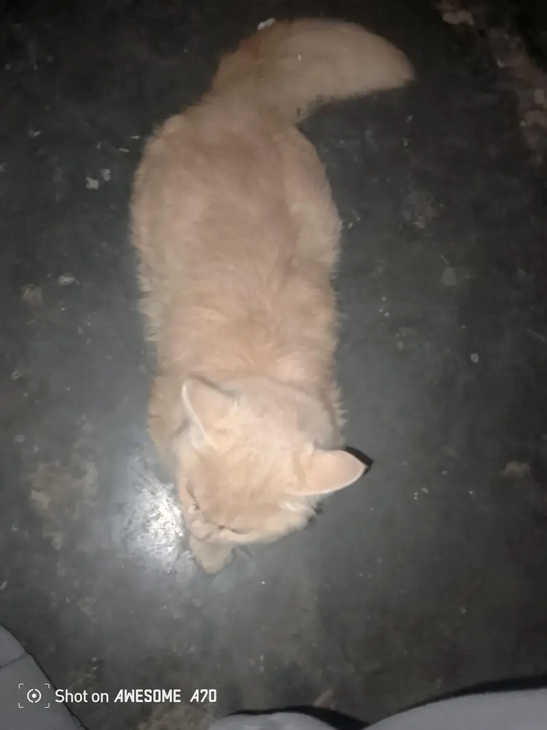 To sell a cat — photo 3