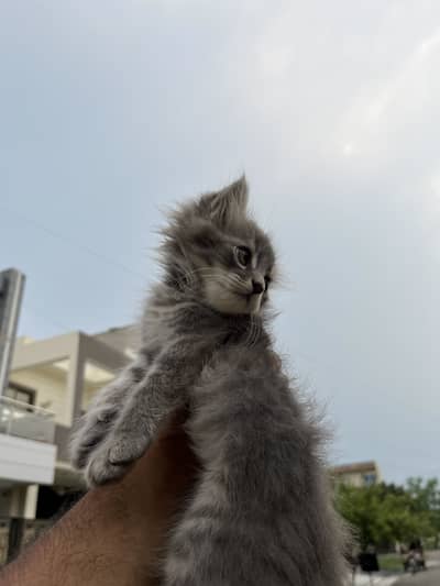 Persian cat kitten male