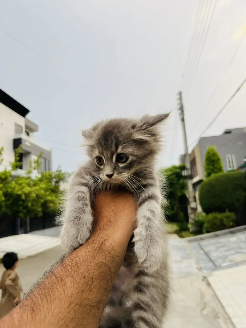 Persian cat kitten male — photo 2