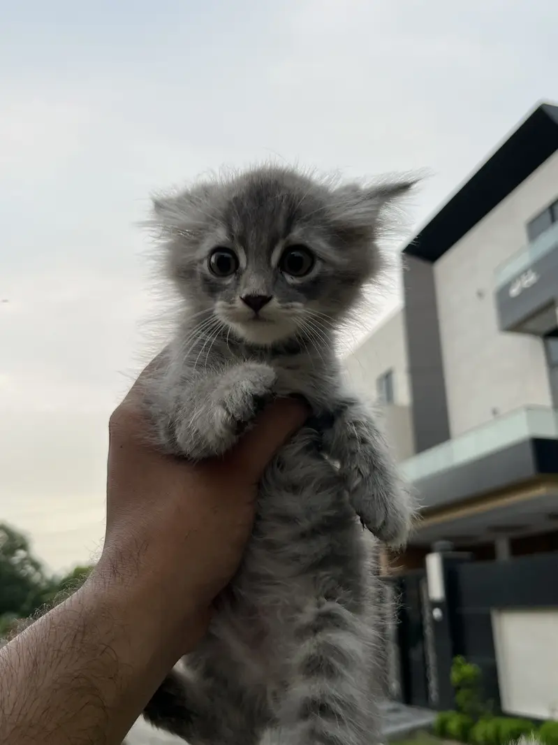 Persian cat kitten male — photo 3