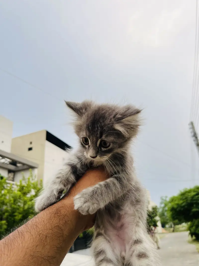 Persian cat kitten male — photo 4