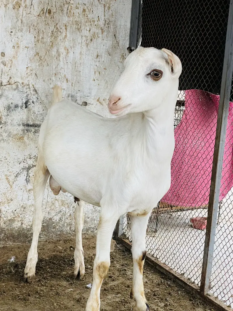 Taddey male — photo 2