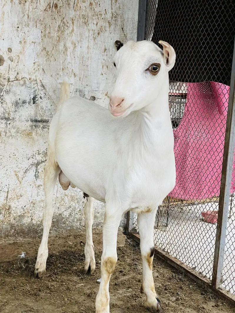 Taddey male — photo 3