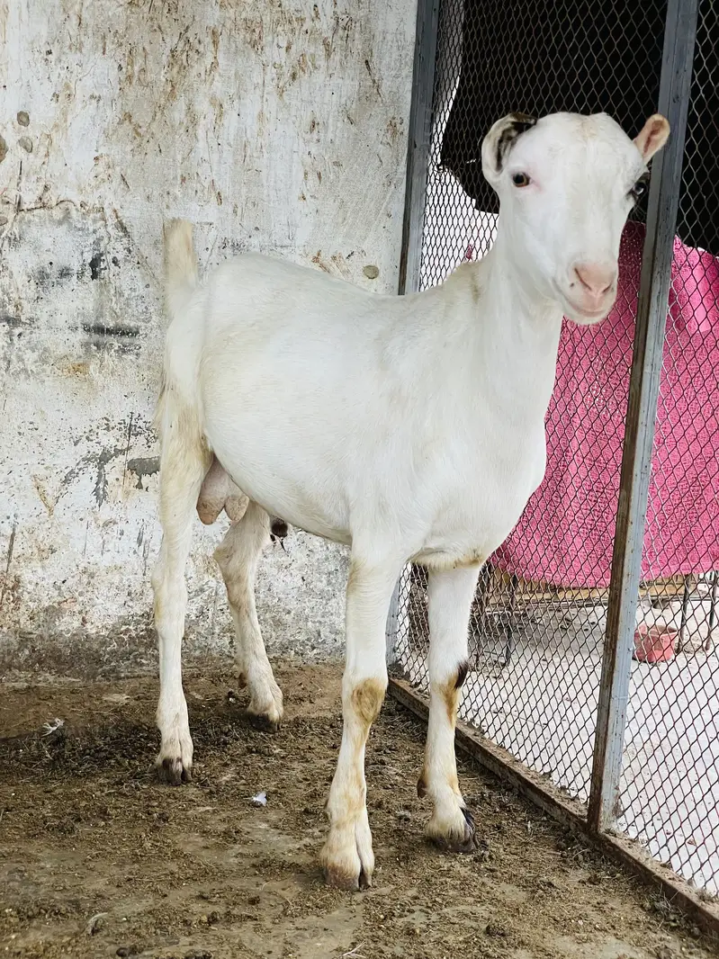 Taddey male — photo 4