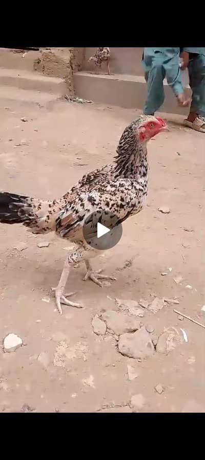 aseel murgi aseel chuza