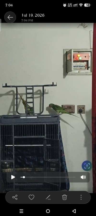 Parrots for sale