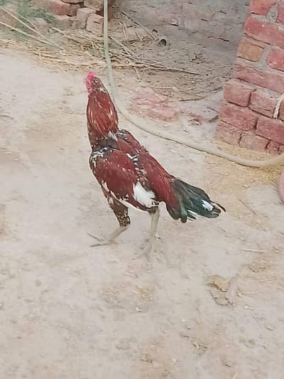 aseel murgy