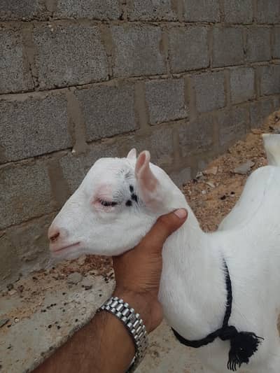 Teddy bakra