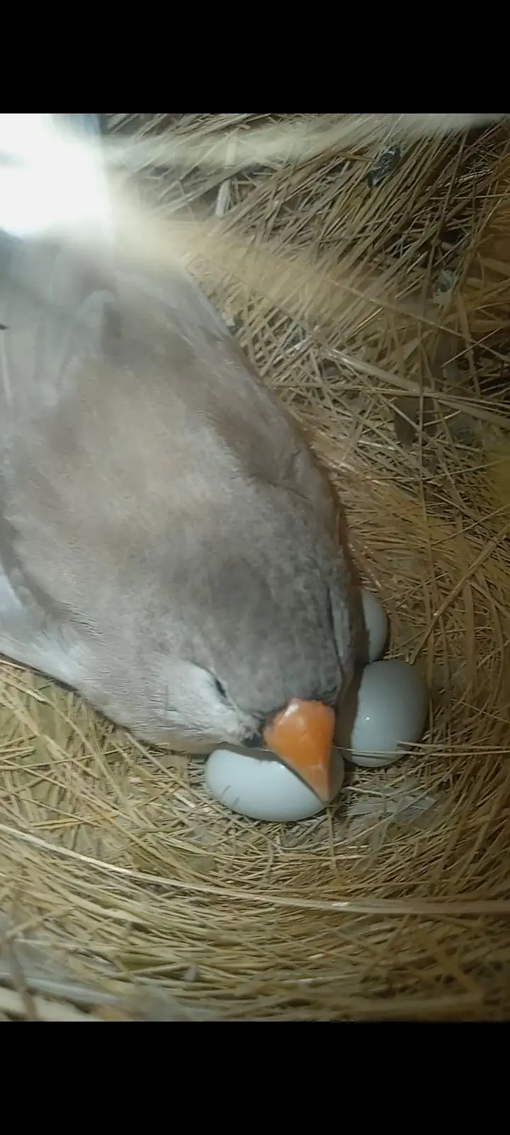 Mutation Finches Breeder Pair