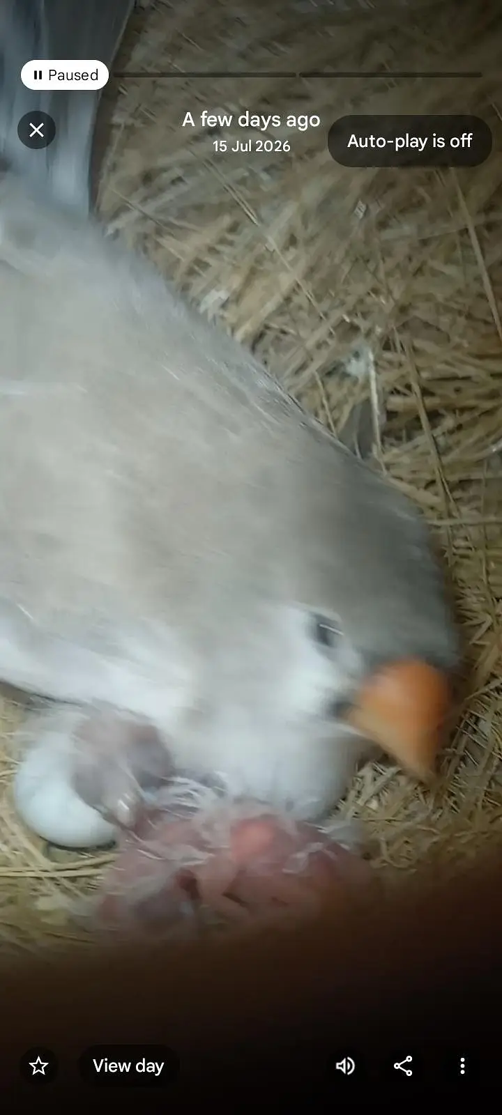 Mutation Finches Breeder Pair — photo 2