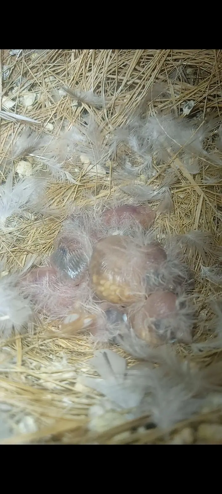 Mutation Finches Breeder Pair — photo 4