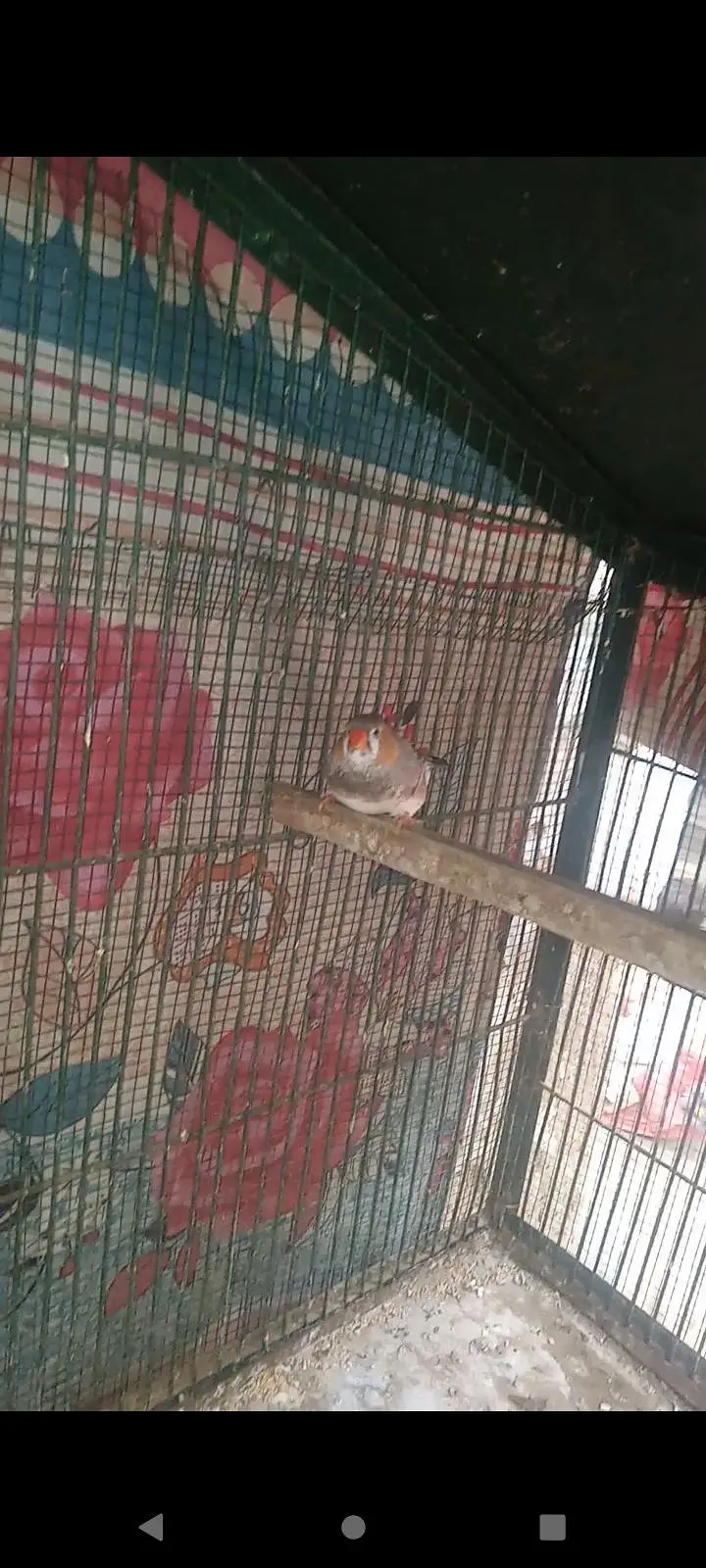 Mutation Finches Breeder Pair — photo 5