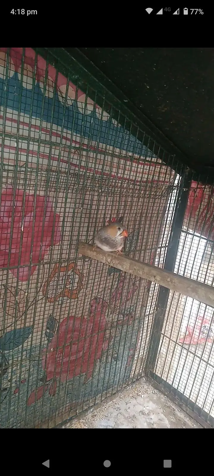 Mutation Finches Breeder Pair — photo 6
