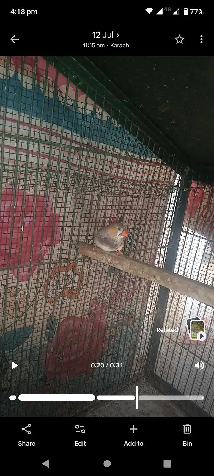 Mutation Finches Breeder Pair — photo 7