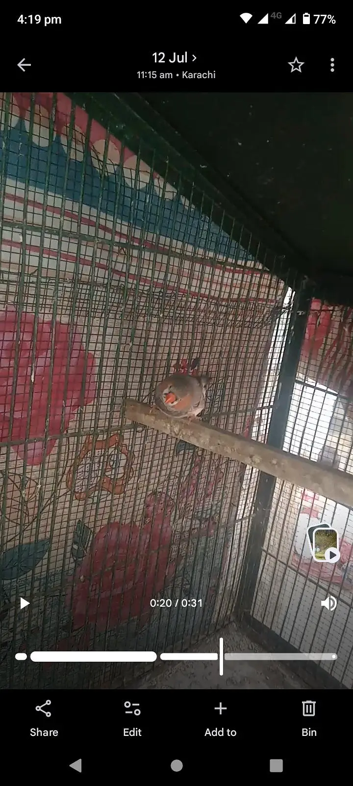 Mutation Finches Breeder Pair — photo 8