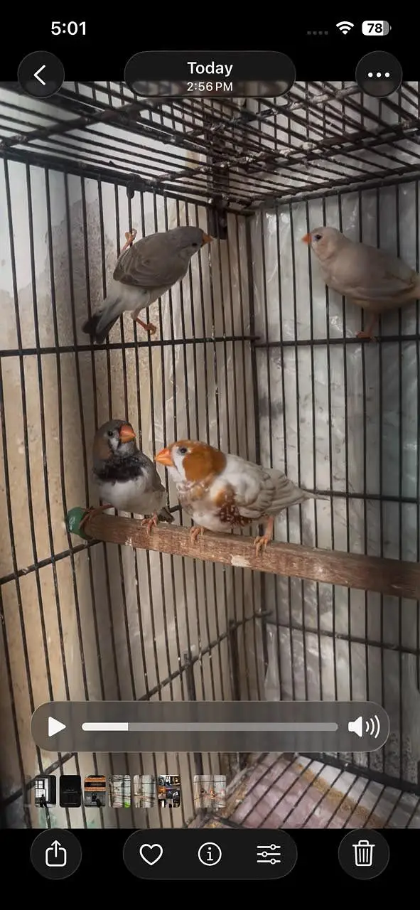 Mutation Finches Breeder Pair — photo 9