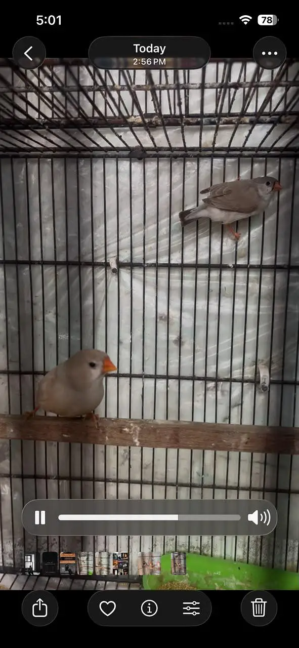 Mutation Finches Breeder Pair — photo 10