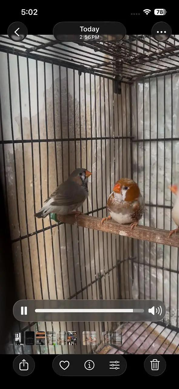 Mutation Finches Breeder Pair — photo 11