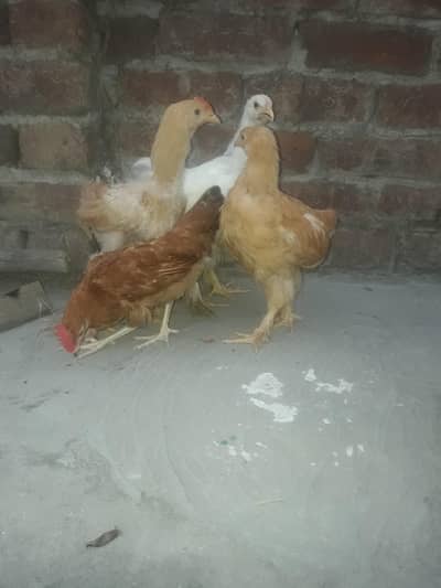 healthy and active pure golden buff and female white heavy buff