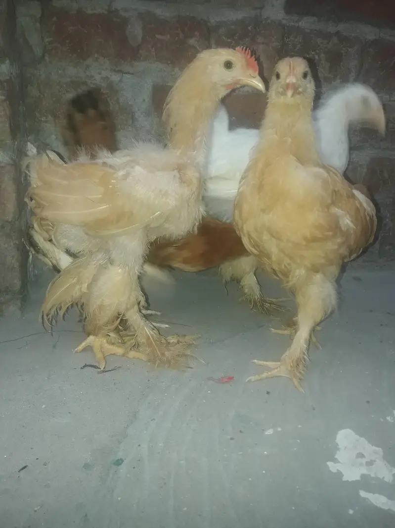 healthy and active pure golden buff and female white heavy buff — photo 4