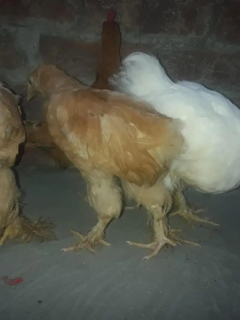 healthy and active pure golden buff and female white heavy buff — photo 6