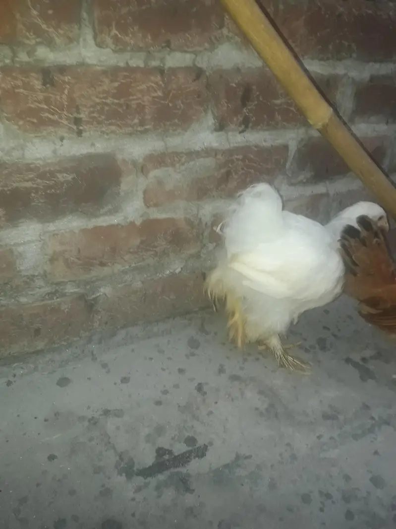 healthy and active pure golden buff and female white heavy buff — photo 7