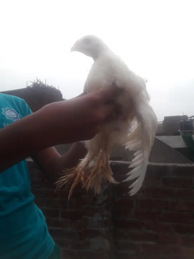 healthy and active pure golden buff and female white heavy buff — photo 10