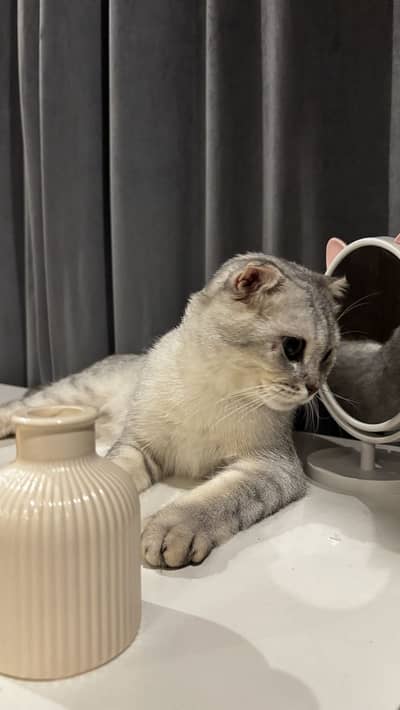 Scottish fold
