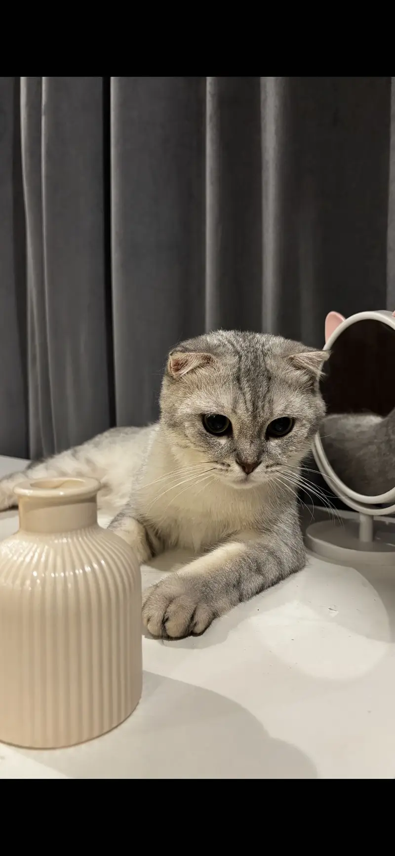 Scottish fold — photo 2