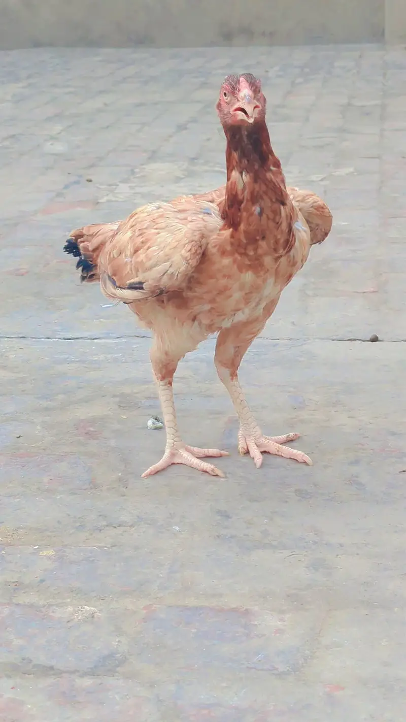 home breed — photo 3