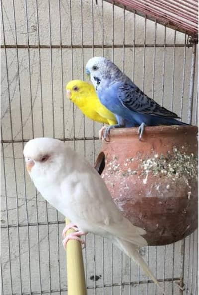 BREEDER PAIR RED EYE PAIR 800