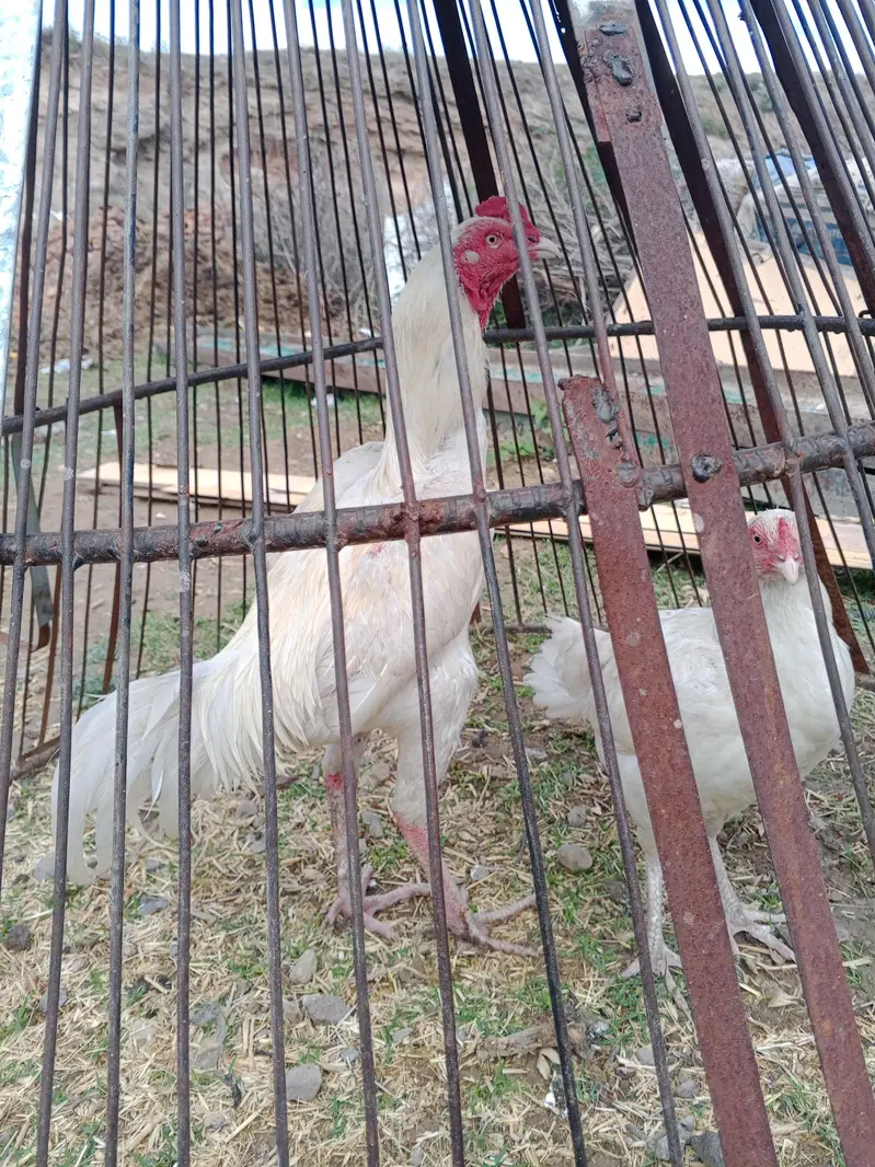 SINDHI ASEL PURE HEERA — photo 2