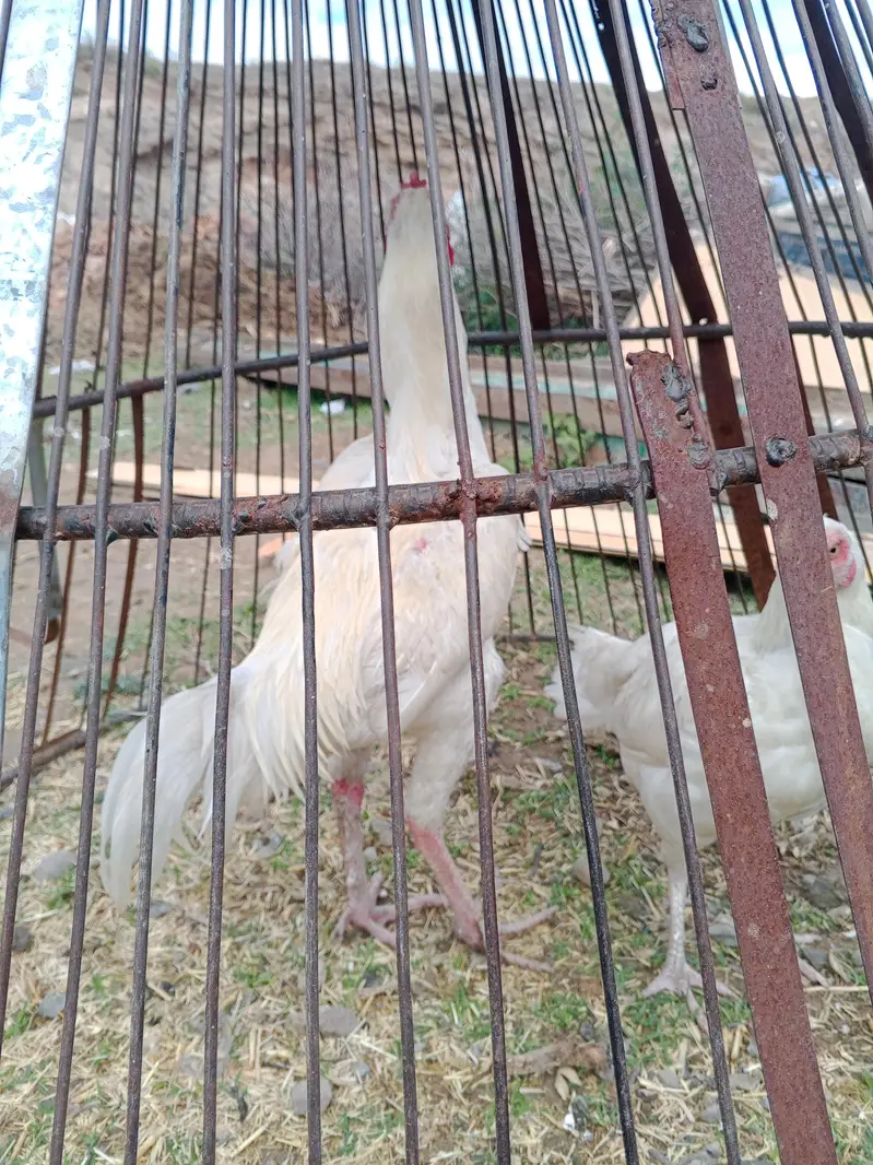 SINDHI ASEL PURE HEERA — photo 3