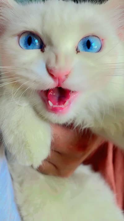 blue eyes Persian female cat full vaccinated