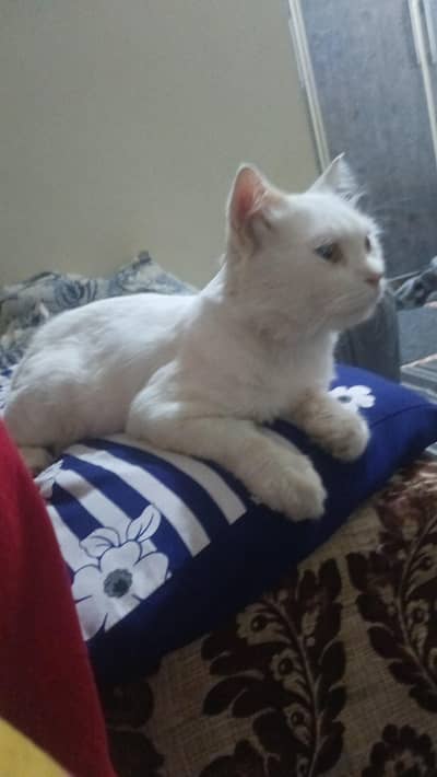 male cat litter train vaccine