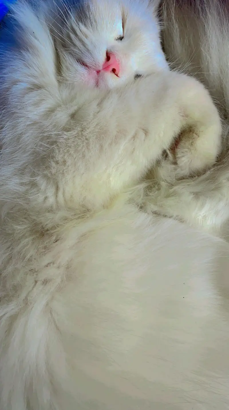 blue eyes Persian female cat full vaccinated — photo 2
