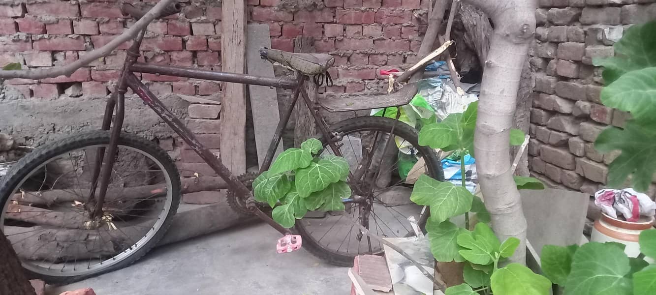 phoenix cycle 1