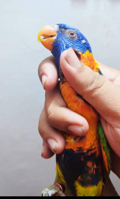 Huge Size Breeder Red Colored Lori DNA FEMALE